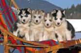 Siberian husky, rasa psów, należąca do grupy szpiców i psów, północne psy zaprzęgowe