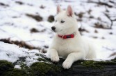 Siberian husky, rasa psów, należąca do grupy szpiców i psów, północne psy zaprzęgowe