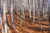 las bukowy -1.000.000 drzew na 125 ha