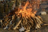 niszczenie nielegalnie uzyskanej kości słoniowej