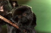 Miko czarny, zagrożony wyginięciem ssak z rodziny płaksowatych