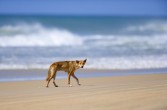 pies dingo na plaży