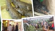 Śląski Ogród Zoologiczny Atrakcje Śląskie Chorzów Parki Rozrywki 4