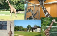 Śląski Ogród Zoologiczny Atrakcje Śląskie Chorzów Parki Rozrywki  9