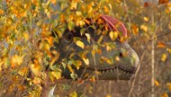 Park Dinozaurów - Nowiny Wielkie Atrakcje Lubuskie k/ Gorzowa Dla Dzieci5