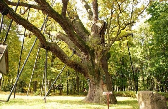 Dąb Bartek-drzewo
