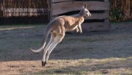 Zoo Safarii kangur
