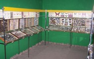 Muzeum Motyli Władysławowo Atrakcje Turystyczne Pomorza