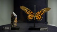 Muzeum Przyrodnicze PAN w Krakowie Atrakcje Małopolski Zwiedzanie motyl