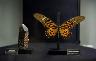 Muzeum Przyrodnicze PAN w Krakowie Atrakcje Małopolski Zwiedzanie motyl
