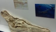 Muzeum Przyrodnicze PAN w Krakowie Atrakcje Małopolski Zwiedzanie steneosaurus