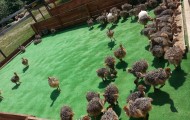 Farma Strusi Afrykańskich Garczyn Atrakcje Kaszub Dla Dzieci 36