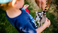 Lemur Park - Atrakcje Dla Dzieci i Dorosłych, Rumia